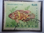 Stamps Venezuela -  Vieja - Astronotus ocellatus