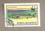 Stamps Romania -  Pez: Acipenser stellatus