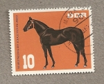 Stamps Germany -  Encuentro de caballos purasangres de los paises socialistas