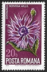 Stamps : Europe : Romania :  Centaurea nervosa