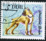 Stamps Germany -  Boxer