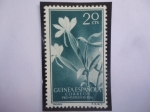 Stamps Spain -  Ed:ES-GN 360 - Flores Angraecum Distichum - Sello:Pro-Indigena 1956 - Guinea Española.
