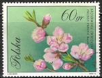 Stamps Poland -  Flores - Prunus persica