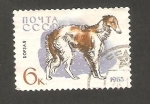 Stamps Russia -  2923 - Perro de raza