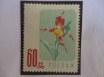 Stamps Poland -  Orquídea Zapatilla de Dama -Cypripedium calceolus - Serie: Flores protegidas.