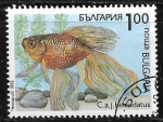 Stamps : Europe : Bulgaria :  Peces - Carassius auratus bicaudatus