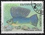 Stamps : Europe : Bulgaria :  Peces - Mollienesia velifera
