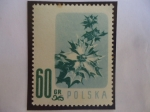 Stamps Poland -  Acebo de Mar - Acebo Filo Acanthus - Serie: Flores Protegidas.
