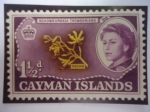 Stamps United Kingdom -  Cayman Islands - Orquídeas - Myrmecophhila Thomsoiana. Sello de 1,1/2 penique viejo Británico.