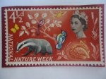 Stamps United Kingdom -  National Nature Week- Semana Nacional de la Naturaleza (18.25. may 1963)-Tejón y Cordon.