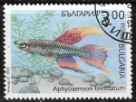 Stamps : Europe : Bulgaria :  Peces - Aphyosemion bivittatum