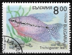 Stamps : Europe : Bulgaria :  Peces - Trichogaster leeri
