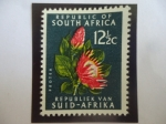 Sellos de Africa - Sud�frica -  Protea (Protea Cymaroside's)- Sello de 12, 1/2 Céntimo sudáfricano.