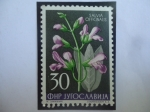 Stamps Yugoslavia -  Salvia Officinalis - Serie: Flores 1955.