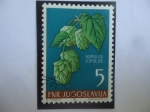 Sellos de Europa - Yugoslavia -  Humulus Lupulus - Serie: Flores 1955.