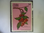 Stamps Cuba -  Aguedita (Picramnia pentandra S.W) - Serie: Plantas medicinales.