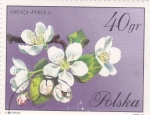 Sellos de Europa - Polonia -  FLORES