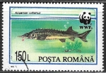 Stamps : Europe : Romania :  Peces - Acipenser ruthenus