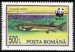 Stamps Romania -  Peces - Acipenser stellatus