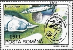 Stamps Romania -  Peces - Huso huso