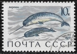 Stamps : Europe : Russia :  Peces 
