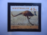 Sellos de Oceania - Australia -  Kangaroo - Canguro (Macropus rufus) - Serie Canguros y Koalas.