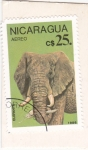 Sellos de America - Nicaragua -  Elefante africano