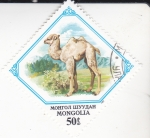 Sellos de Asia - Mongolia -  Camello
