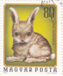 Stamps Hungary -  conejito