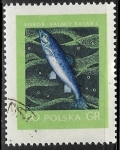 Stamps Poland -  Peces - Salmo salar