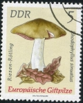 Stamps Germany -  Hongos