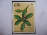 Sellos de America - Cuba -  Cuebana - Carnella Winterana L. - Serie: Plantas medicinales.