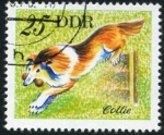 Stamps Germany -  Collie