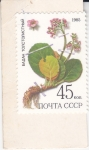 Stamps Russia -  Bergenia crassifolia