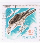 Stamps Romania -  Soim Dunarean  Falco Cherrug