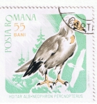 Stamps : Europe : Romania :  Hoitar alb  Neophoron  Percnopterus