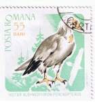 Sellos de Europa - Rumania -  Hoitar alb  Neophoron  Percnopterus