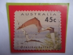 Stamps Australia -  Ornithocheirus - Serie: Animales Prehistóricos.