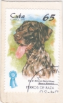 Stamps Cuba -  Perro de raza-braco alemán