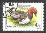 Stamps Hungary -  3139 - Pato Colorado