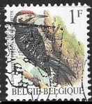Stamps Belgium -  Lesser Spotted Woodpecker
