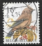 Stamps Belgium -  Bohemian Waxwing