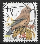 Sellos de Europa - B�lgica -  Bohemian Waxwing