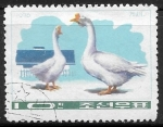 Stamps North Korea -  Gansos