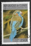 Stamps Guinea -  Uraeginthus bengalus