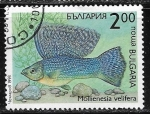 Stamps Bulgaria -  Mollienesia velifera