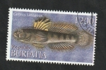 Stamps Russia -  Buriatia - Fauna marina, Gobius Linnaeus