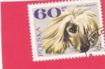 Stamps Poland -  perro de raza