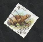 Stamps Russia -  6821 - WWF, protección de la Naturaleza