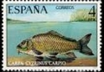 Stamps Spain -  ESPAÑA 1977 2406 Sello Nuevo Serie Fauna Hispanica Peces Carpa